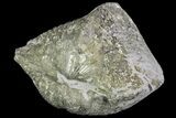 Pyrite Replaced Brachiopod (Paraspirifer) - Ohio #89718-1